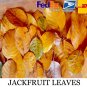 500X Dried Jack Leaves Jackfruit Jak Bio film Shrimp Aquarium betta Fish Hide