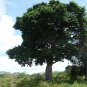 Rare Iron Wood Seeds Milk Tree Wedge Leaved Ape Flower Manilkara hexandra Seeds