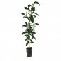 Rare Iron Wood Seeds Milk Tree Wedge Leaved Ape Flower Manilkara hexandra Seeds