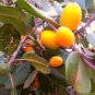 Rare Iron Wood Seeds Milk Tree Wedge Leaved Ape Flower Manilkara hexandra Seeds