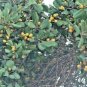 Rare Iron Wood Seeds Milk Tree Wedge Leaved Ape Flower Manilkara hexandra Seeds
