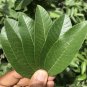Dried Guava Leaves Organic Homemade Fresh Green Anti diabetic Ceylon Tea Leaf