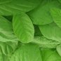 Dried Guava Leaves Organic Homemade Fresh Green Anti diabetic Ceylon Tea Leaf