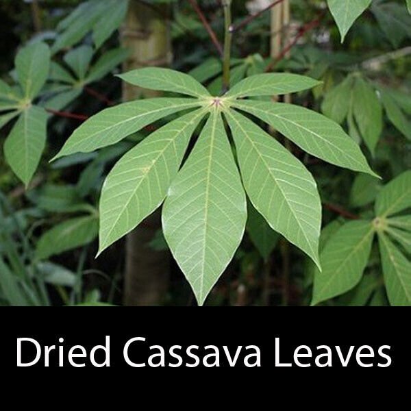 Ceylon Dried Herbal Natural  Cassava Leaves( Manioc Leaves) 100% Organic Product