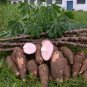 Ceylon Dried Herbal Natural  Cassava Leaves( Manioc Leaves) 100% Organic Product