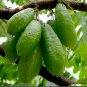 Averrhoa Bilimbi Cucumber Tropical Rare Fruit Pickle Tree Sorrel 50+ SEEDS