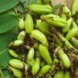 Averrhoa Bilimbi Cucumber Tropical Rare Fruit Pickle Tree Sorrel 50+ SEEDS