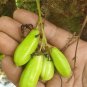 30 Seeds Averrhoa Bilimbi Cucumber Tropical Rare Fruit Tree CORNICHONS