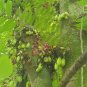30 Seeds Averrhoa Bilimbi Cucumber Tropical Rare Fruit Tree CORNICHONS