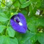 Clitoria Ternatea - Blue Butterfly Pea 50/100 Seeds Vine 100% New Organic Ceylon