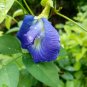 Clitoria Ternatea - Blue Butterfly Pea 50/100 Seeds Vine 100% New Organic Ceylon
