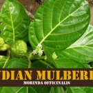 Dry Medicinal Indian Mulberry - Morinda officinalis Herbal Leaves