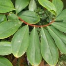 Dried Insulin Plant 50 Big Leaves Diabetic Tea Sugar control Costus igneus Leaf Dried Insulin Plant 50 Big Leaves Diabetic Tea Sugar control Costus igneus Leaf