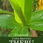 Dried Insulin Plant 50 Big Leaves Diabetic Tea Sugar control Costus igneus Leaf