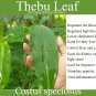 Dried Insulin Plant 50 Big Leaves Diabetic Tea Sugar control Costus igneus Leaf