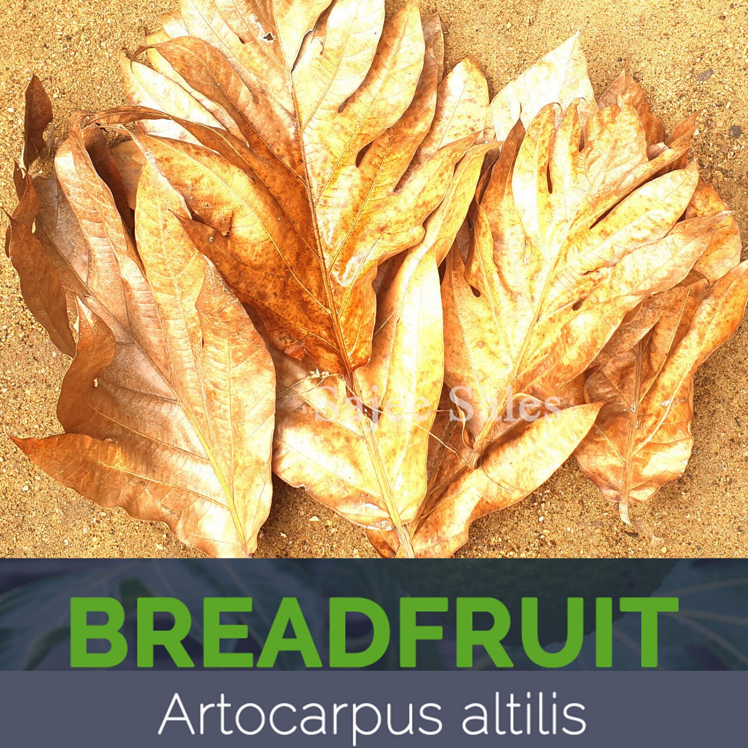 Dried Breadfruit Leaves Artocarpus Altilis Kidney Homeopathic Organic Herb Food