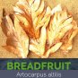 Dried Breadfruit Leaves Artocarpus Altilis Kidney Homeopathic Organic Herb Food