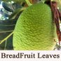 Dried Breadfruit Leaves Artocarpus Altilis Kidney Homeopathic Organic Herb Food