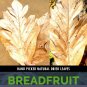 Dried Breadfruit Leaves Artocarpus Altilis Kidney Homeopathic Organic Herb Food