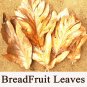 Dried Breadfruit Leaves Artocarpus Altilis Kidney Homeopathic Organic Herb Food