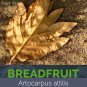 Dried Breadfruit Leaves Artocarpus Altilis Kidney Homeopathic Organic Herb Food
