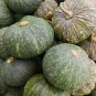 25+ Pumpkin Seeds Vegetable Sweet Green Pumpkins Vine 100% Organic Plant NO GMO