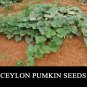 25+ Pumpkin Seeds Vegetable Sweet Green Pumpkins Vine 100% Organic Plant NO GMO