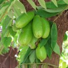 Averrhoa Bilimbi Cucumber Tropical Rare Fruit Tree CORNICHONS - 50 Seeds Averrhoa Bilimbi Cucumber Tropical Rare Fruit Tree CORNICHONS - 50 Seeds