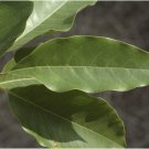 Dried Michelia champaca Leaves Leaf Ayurveda Dry Herbal Champak Fragrance Tree Dried Michelia champaca Leaves Leaf Ayurveda Dry Herbal Champak Fragrance Tree