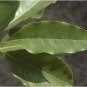 Dried Michelia champaca Leaves Leaf Ayurveda Dry Herbal Champak Fragrance Tree