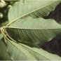 Dried Michelia champaca Leaves Leaf Ayurveda Dry Herbal Champak Fragrance Tree