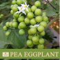 Pea Eggplant ThornlesS Olanum Torvum Turkey Berry Devil's Fig | Vegetable Seeds