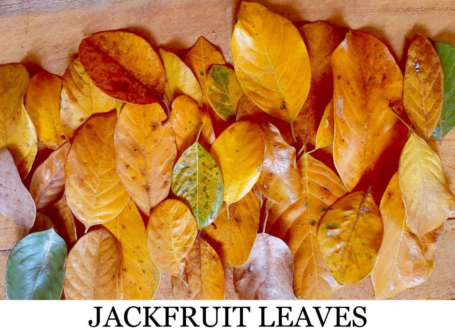 100+ Dried Jackfruit  Jack Fruit Leave Biofilm Shrimp Aquarium Betta Fish Care