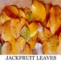 100+ Dried Jackfruit  Jack Fruit Leave Biofilm Shrimp Aquarium Betta Fish Care