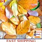 200+ Dried Jack Fruit Leaves Jackfruit Leaf Bio film Shrimp Aquarium Betta Fish