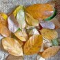 200+ Dried Jack Fruit Leaves Jackfruit Leaf Bio film Shrimp Aquarium Betta Fish