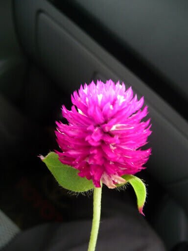CEYLON Gomphrena Globosa Flower Purple 15 Herbal Tea SEEDS