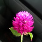 CEYLON Gomphrena Globosa Flower Purple 15 Herbal Tea SEEDS CEYLON Gomphrena Globosa Flower Purple 15 Herbal Tea SEEDS