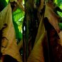 1Kg Dried Banana Leaves Pet Supplies Care Betta Fish Shrimp Aquariums  35 Oz