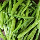 Fresh Green Bean Seeds | Non-GMO Garden Beans Vegetable Seeds from Sri Lanka Fresh Green Bean Seeds | Non-GMO Garden Beans Vegetable Seeds from Sri Lanka