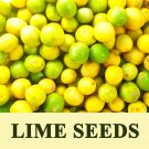 25 Fresh Lime Seeds Potted Plant Organic Bonsai Rare Garden Fruit 25 Fresh Lime Seeds Potted Plant Organic Bonsai Rare Garden Fruit