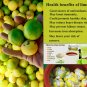 25 Fresh Lime Seeds Potted Plant  Organic Bonsai Rare Garden Fruit