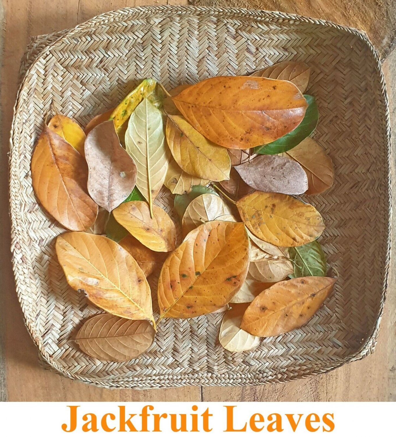 50+ Dried Jack Fruit Leaves Jackfruit Leaf Bio film Shrimp Aquarium Betta Fish