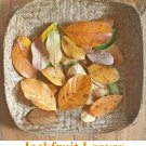50+ Dried Jack Fruit Leaves Jackfruit Leaf Bio film Shrimp Aquarium Betta Fish
