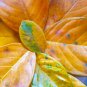 50+ Dried Jack Fruit Leaves Jackfruit Leaf Bio film Shrimp Aquarium Betta Fish