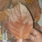 500g Dried Jackfruit Leaves Biofilm Shrimp Aquarium betta Shrimp fish hide