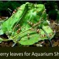 500pc Dried Mulberry Leaves Fish Shrimps Silk Worm Organic Food Aquarium -Fast