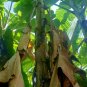500 Pieces Dried Banana Leaves Pet Supplies Care Fish ,Aquariums Fast Shipping