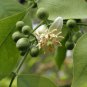 Bael fruit Flowers Tea Aegle marmelos Ayurveda Herbal Traditional Drink -20 Bags