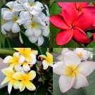 3Pc Hawaian Plumeria Cuttings Frangipani Plant  8" - 12"  - 4 Rare Colors Free